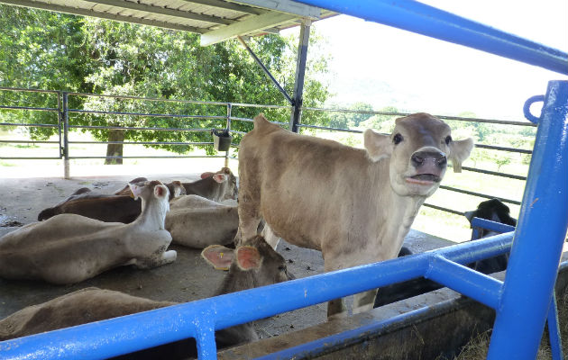 Hurto Pecuario Preocupa A Ganaderos En Chiriqu Panam Am Rica