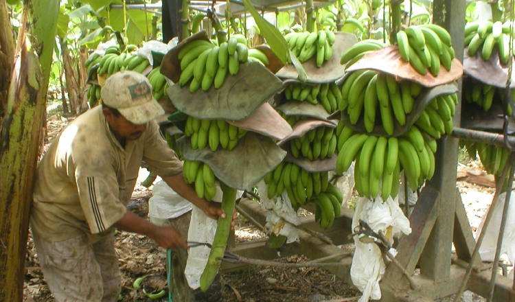 La Unión Europea Amenaza Precio Del Banano Panamá América
