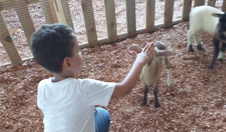 Las cabras son de por si curiosas y amigables, y el equipo de Capri Dovi está dedicado a brindar una experiencia educativa. Foto/Thays Domínguez 