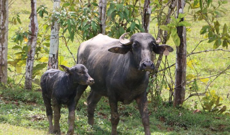 Esta especie bovina se adapta a todo tipo de relieve y clima. Archivo.