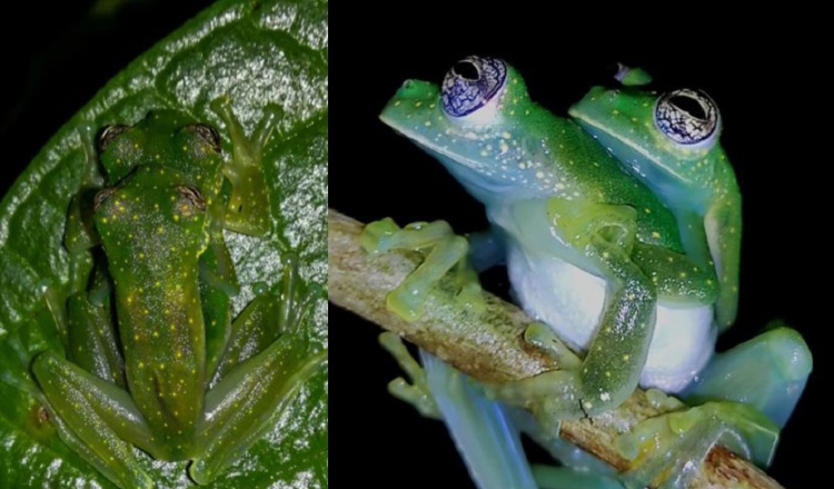 Apareamiento de ranas  'S.  albomaculata' sobre una hoja y una rama. Cortesía