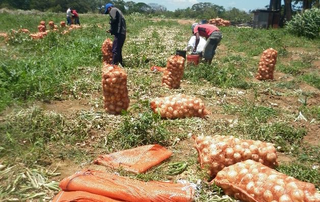 A raíz de las constantes lluvias en las Tierras Altas de Volcán, provincia de Chiriquí, la producción de la cebolla se vio afectada.