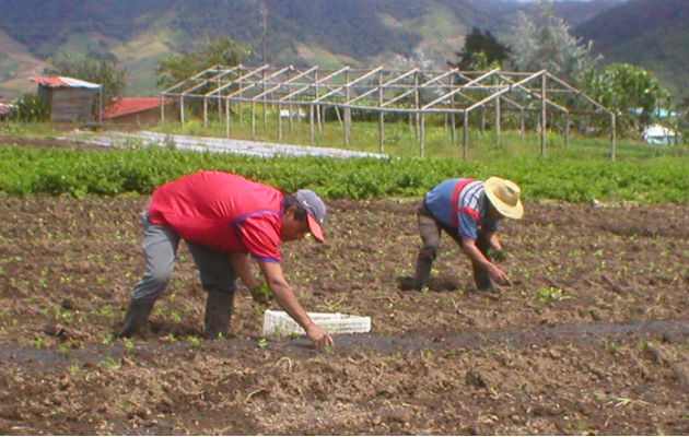 El sector agropecuario aporta al producto interno bruto del país 1.9 por ciento. Archivo