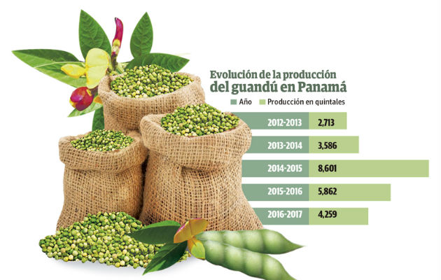 El guandú nacional es uno de los productos preferidos por los panameños