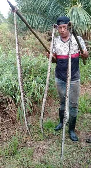 Los pobladores de Aserrío de Gariche, han optado por matar a las serpientes por su alto grado de peligrosidad. Foto/José Vásquez