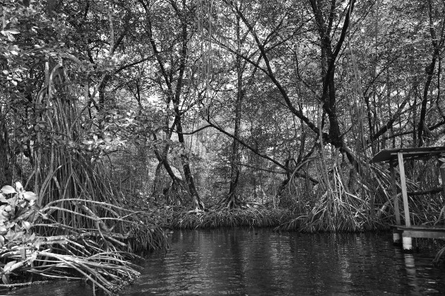 El humedal San san pond sak en Bocas del Toro. Foto: Cortesía.