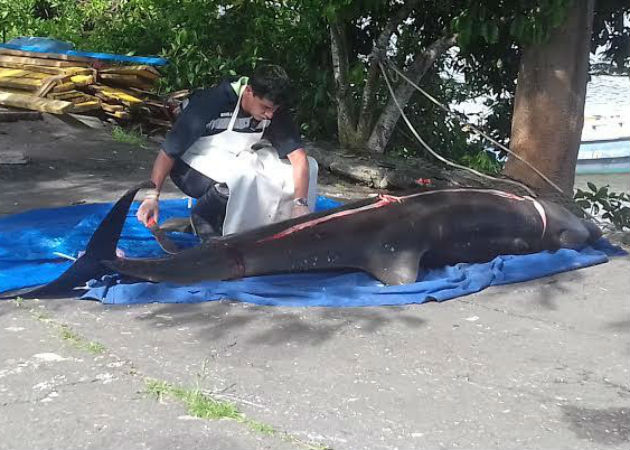 Hallan 18 delfines y marsopas muertos en Mauricio tras derrame de ...