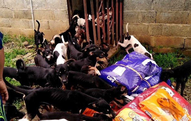 La Fundación MOCA Panamá alberga a unos 60 perros, otros 20 están en hogares temporales. Foto: Cortesía