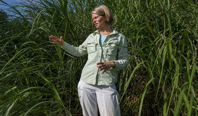 Kristin Saltonstall, científica del STRI. Foto: Sean Mattson