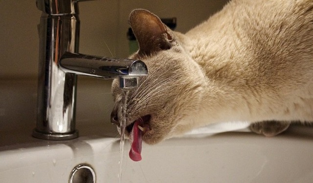 El agua representa entre el 60% y 70% del peso corporal de un gato. Foto: Ilustrativa / Pixabay