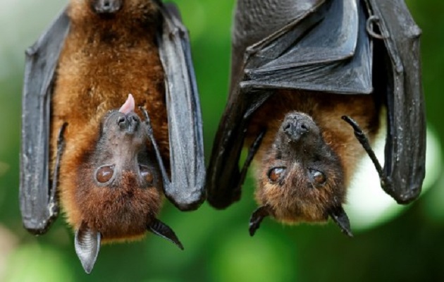 Los murciélagos portan decenas de virus.