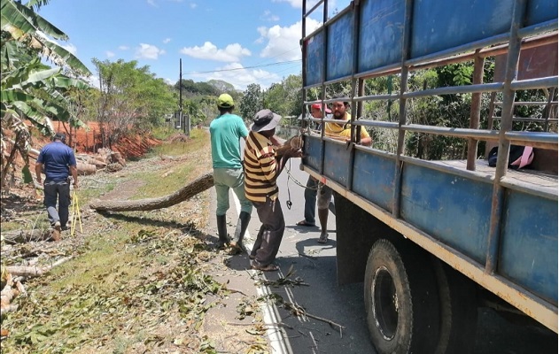 Se conoció que el ciudadano detenido había talado ilegalmente árboles de  Teca, Laurel y Caoba Nacional.