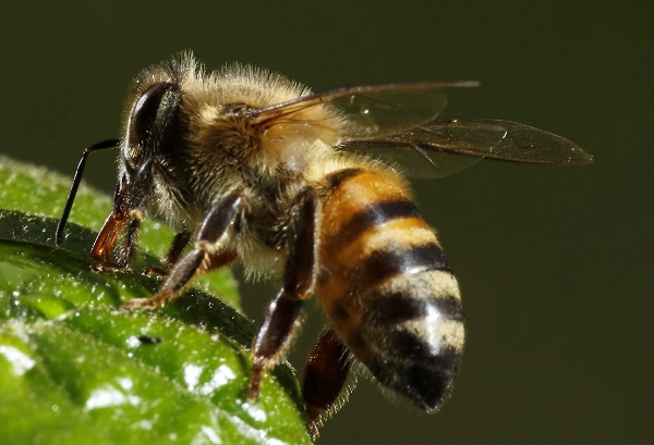 Una colmena o una colonia bien formada puede tener entre 60 mil a 80 mil abejas. Foto: EFE