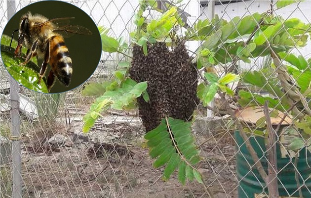 Las abejas africanizadas ya han ocasionado fallecimientos este año. Foto: Bomberos