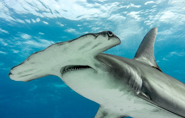 La CITES busca proteger a los tiburones. Foto: MiAmbiente