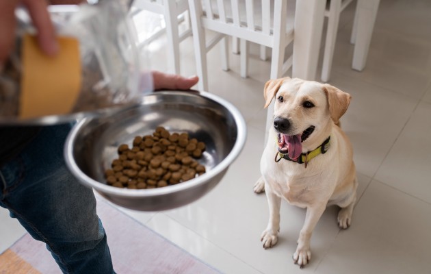  Dueños de mascotas están gastando más de 150 dólares al mes en alimento para perros. Foto / Freepik. 
