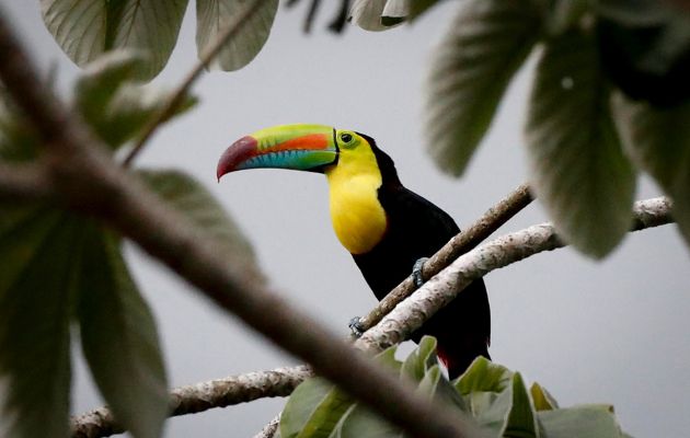 Un Tucán Pico Iris (Ramphastos sulfuratus) es visto durante el Global Big Day 2024, en el Parque Nacional Soberanía en Ciudad de Panamá (Panamá). EFE/Bienvenido Velasco