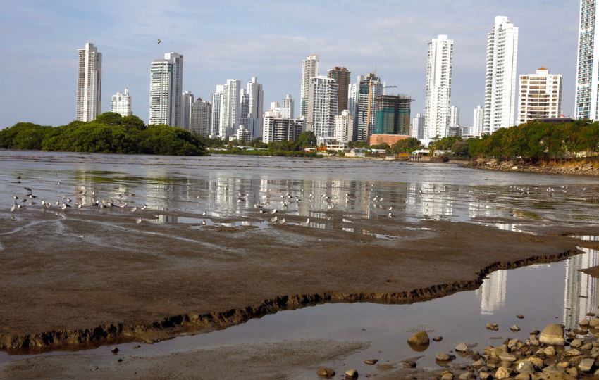 Humedales de Panamá Viejo. Foto: Cortesía MiAmbiente