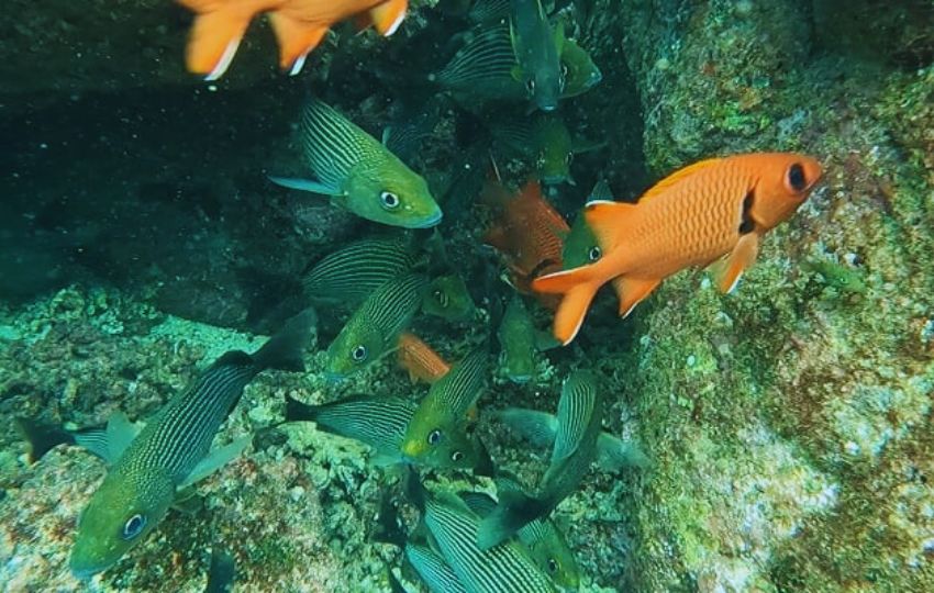 Este tratado es fundamental para mitigar los impactos de la sobrepesca y el cambio climático. Foto: Archivo