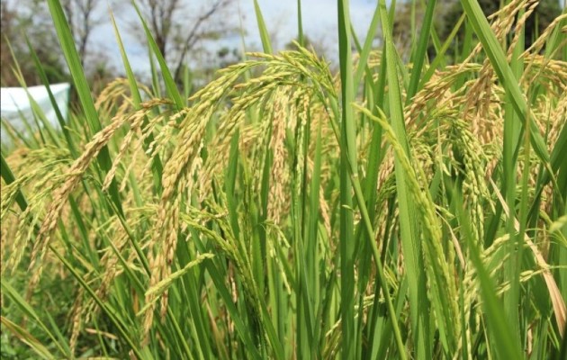 La importación de 60 mil quintales de arroz fue suspendida. Foto: Archivo