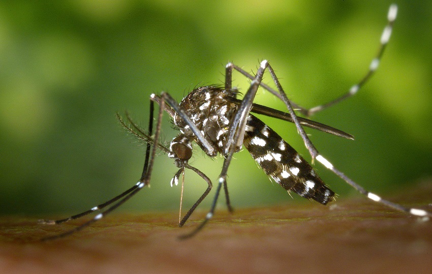 Mosquito Aedes aegypti, principal transmisor de enfermedades. Foto: Ilustrativa 