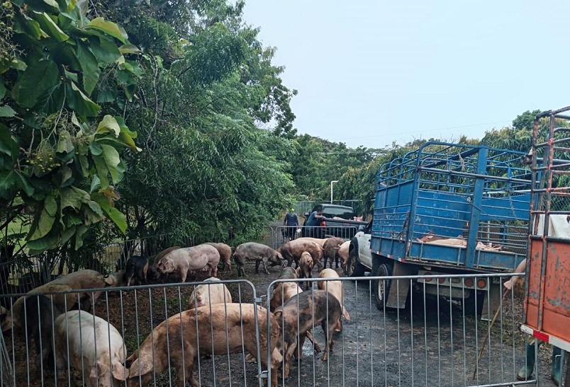 Productores porcinos de Los Santos fueron auxiliados para evitar pérdidas. Foto:Cortesía Mida