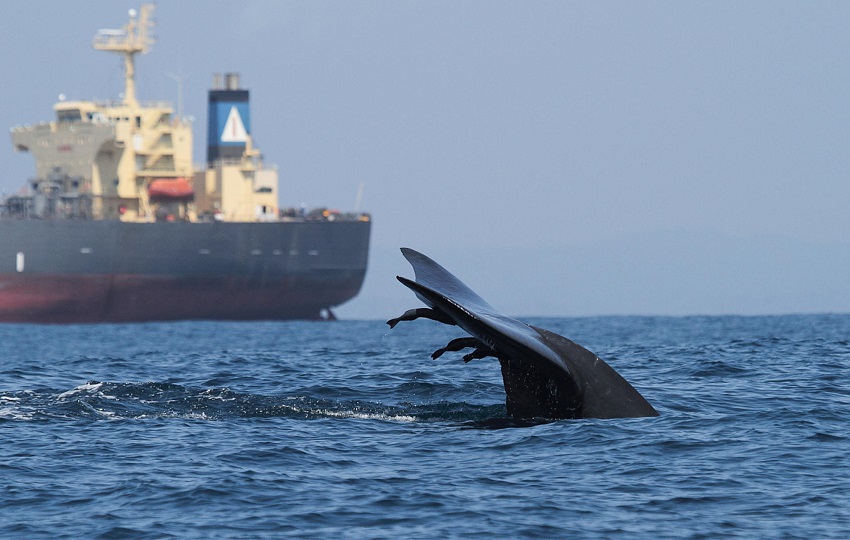 Solo alrededor del 7 % de las zonas de mayor riesgo cuentan con medidas para proteger a las ballenas. Foto: EFE