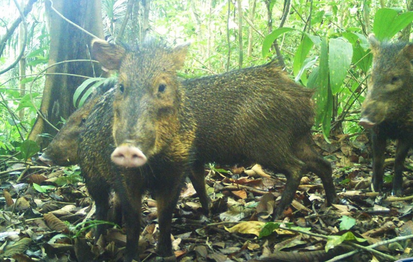 El calendario de caza incluye 10 especies. Foto: Cortesía