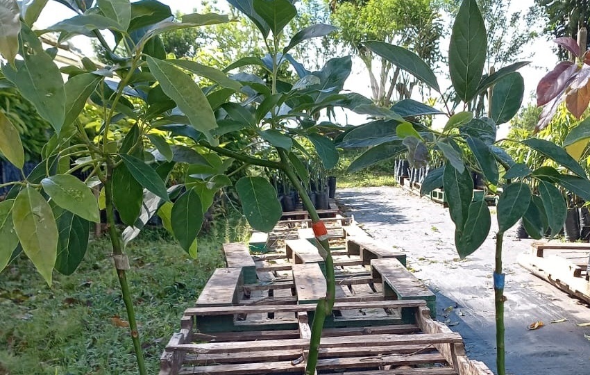 Plantones de variedades de aguacate: Hass tradicional, Avozilla, Hass mejorado y Kahalu. Cortesía