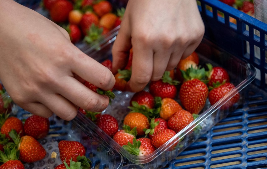 Las medidas restrictivas de Panamá a Costa Rica incluyen las fresas. Foto: EFE