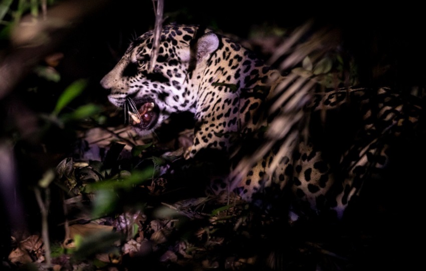 En Panamá hay 270 jaguares en un área de aproximadamente 2,876,915 hectáreas- Foto: Cortesía