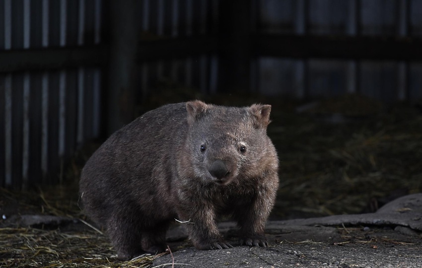 Fotografía de archivo de un wombat australiano. Foto: EFE