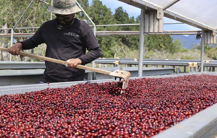 Trabajador realizando el proceso de secado de café en Boquete. Foto: EFE