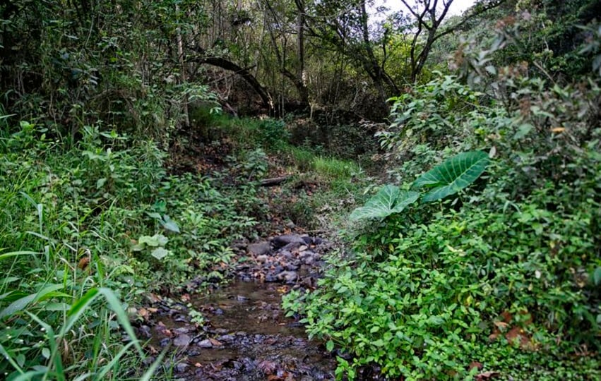 Vista de una cuenca con escasa agua en Honduras. Foto: EFE