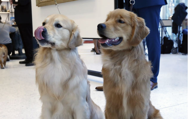 cuando llegaron los labrador retrievers a america