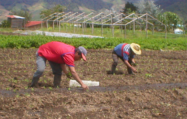 Los productores aseguran que debido a la falta de pagos a tiempo de las compensaciones muchos han abandonado la actividad. Archivo