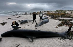 Ciudadanos contemplan los cuerpos sin vida de algunas de las ballenas que quedaron varadas en la playa.