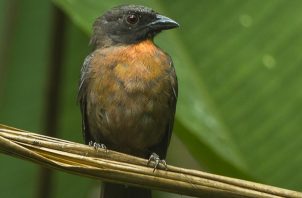 Ya se conocía que el ave habitaba en el oriente de Costa Rica. Foto: F. Veronesi 