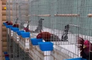 Desde el pasado 14 de febrero y por 90 días, el Ministerio de Desarrollo Agropecuario (Mida), prohibió las peleas de gallos. Foto. Eric Montenegro