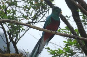 El quetzal es una de las aves más hermosas de la fauna local. Foto: MiAmbiente