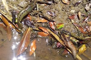  Camarones y peces saltaban del río hacia afuera moribundas. Foto: Melquiades Vásquez 