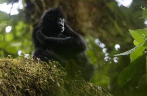 Un mono araña negro es visto en la reserva de Chuchantí en Darién (Panamá). Foto: EFE / Bienvenido Velasco