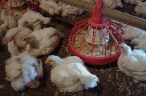 El pasado 16 de febrero, Mida a través de la Dirección Nacional de Salud Animal, prohibió, la movilización interna de aves domésticas de traspatio, huevos férti